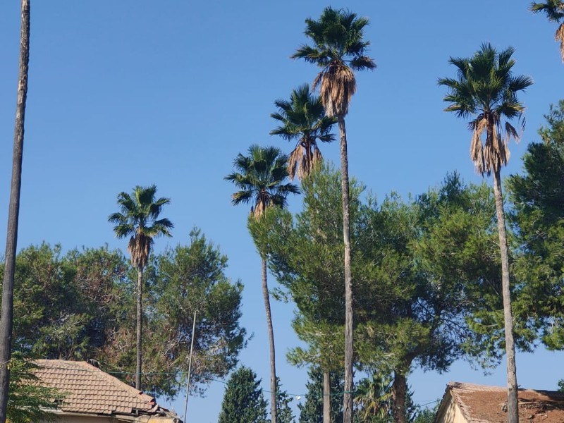 בנימינה גבעת עדה בנימינה גבעת עדה